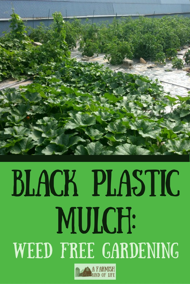 Black Plastic Mulch Weed Free Gardening A Farmish Kind of Life