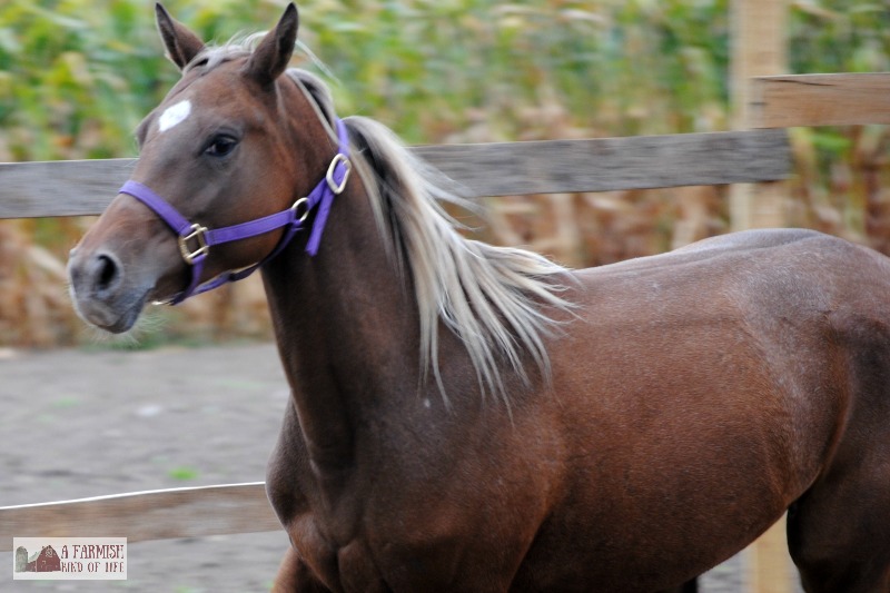 Learn how we made a round pen for only $50. Impossible? Nah. Let me show you how.