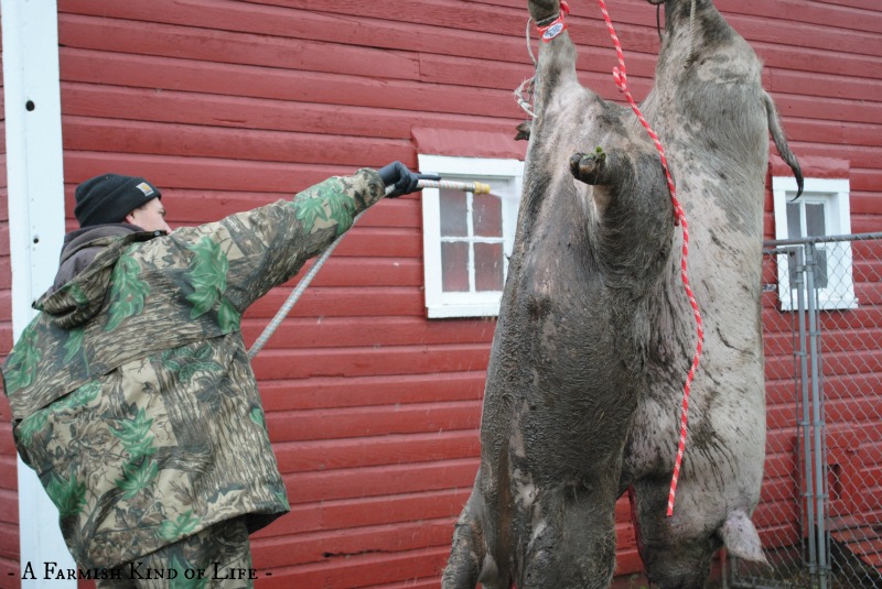 How to Butcher A Pig