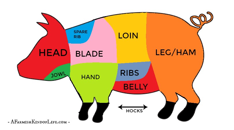 Want to process your pig at home, but aren't sure what cuts of meat come from where? Let me show you how to find the bacon, ham, ribs, and pork chops! - How to Butcher a Pig: Cuts of Meat - A Farmish Kind of Life
