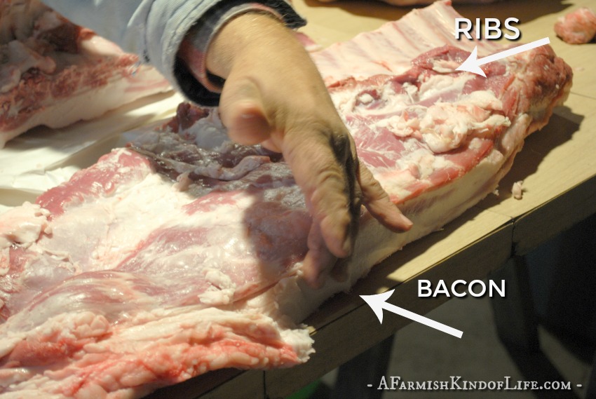 Want to process your pig at home, but aren't sure what cuts of meat come from where? Let me show you how to find the bacon, ham, ribs, and pork chops! - How to Butcher a Pig: Cuts of Meat - A Farmish Kind of Life