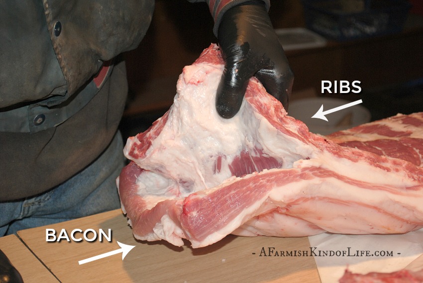 Want to process your pig at home, but aren't sure what cuts of meat come from where? Let me show you how to find the bacon, ham, ribs, and pork chops! - How to Butcher a Pig: Cuts of Meat - A Farmish Kind of Life