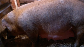 Red’s (pig) farrowing Part 1