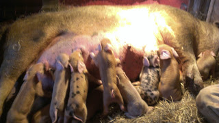 Red’s (pig) farrowing Part 2