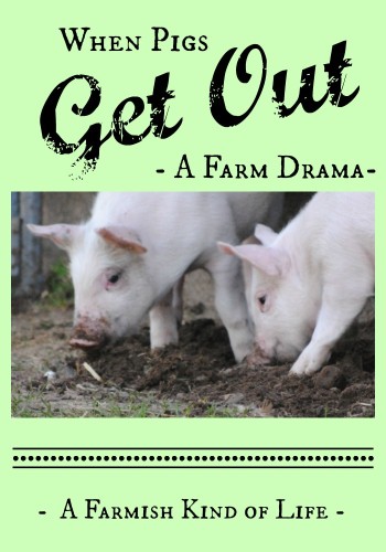 When Pigs Get Out: A Farm Drama - A Farmish Kind of Life