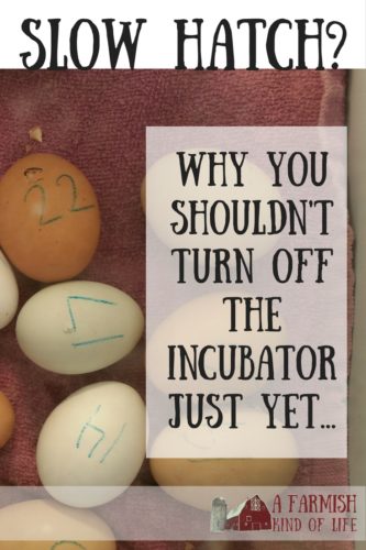 Worried because your chicks were supposed to hatch today and nothing is happening? Don't turn off that incubator just yet...
