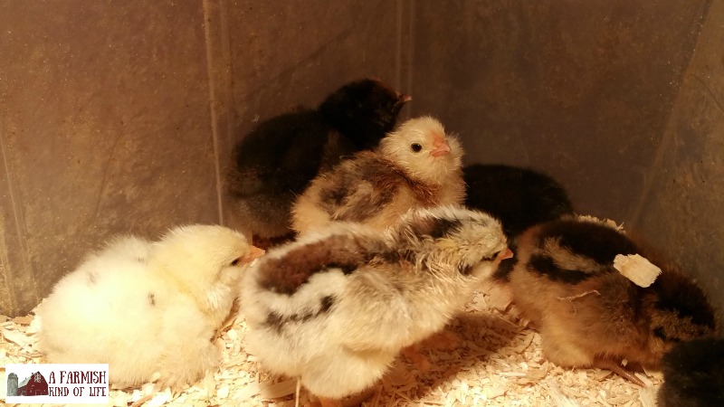Expecting chicks to hatch today but don't see anything happening? Be patient. Here's why you shouldn't turn off that incubator just yet...
