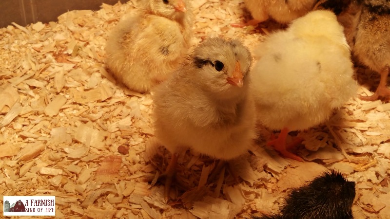 Expecting chicks to hatch today but don't see anything happening? Be patient. Here's why you shouldn't turn off that incubator just yet...