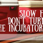 Slow Hatch: Don’t Turn Off the Incubator Just Yet