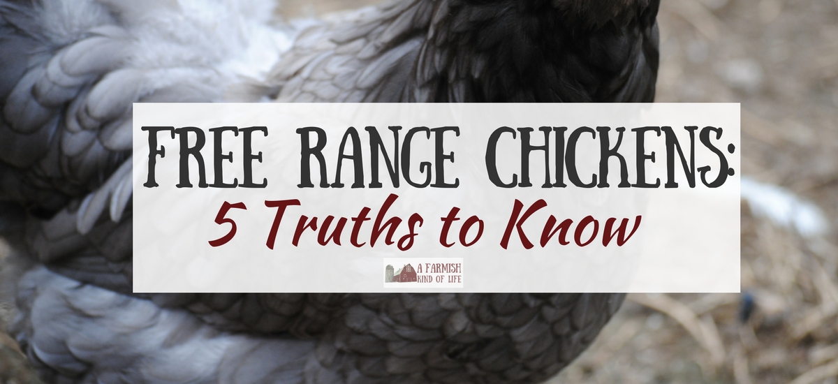 Free Range Chickens: 5 Truths To Know