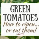 Green Tomatoes: How to Ripen…or Eat!