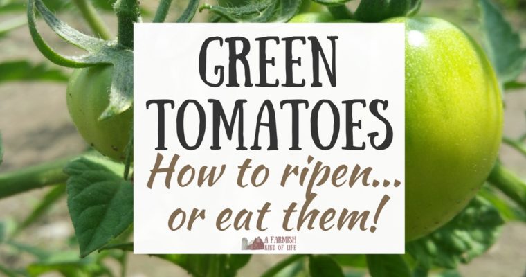 Green Tomatoes: How to Ripen…or Eat!