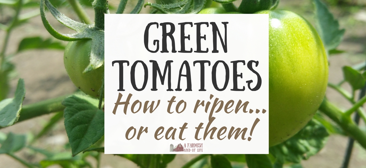 Green Tomatoes: How to Ripen…or Eat!