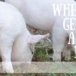 When Pigs Get Out: A Farm Drama