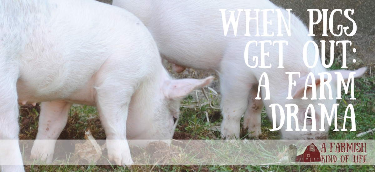 When Pigs Get Out: A Farm Drama