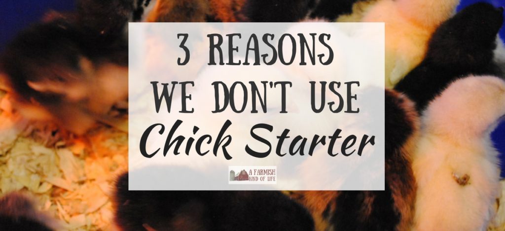 I'm going to let you in on a little secret: we don't use chick starter at our farm. In this article, I tell you three reasons why.