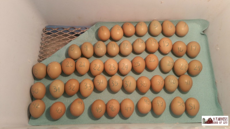51 eggs set inside an incubator