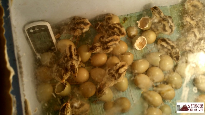 Pheasants hatching seen through the window of an incubator