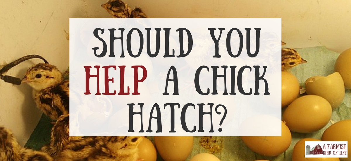 Should You Help A Chick Hatch?