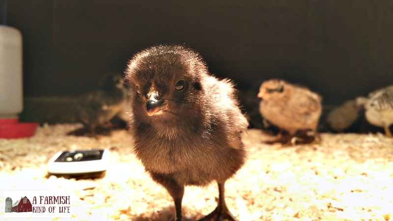 Should you help a chick hatch, or are you doing more harm than good? Should you let nature take its course? Here are my thoughts on the matter.