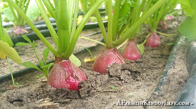 The Best Way to Eat Radishes is Fried! - A Farmish Kind of Life