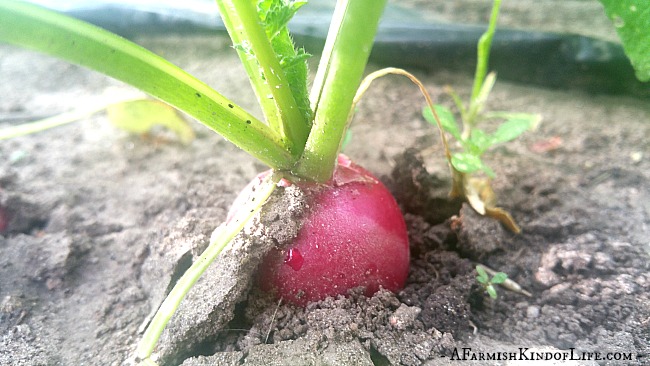 The Best Way to Eat Radishes is Fried! - A Farmish Kind of Life