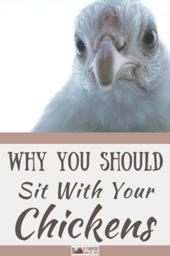 Thoughts on the "simple" life, how comfort and familiarity can be bad, and why we all need to spend time sitting with our chickens.