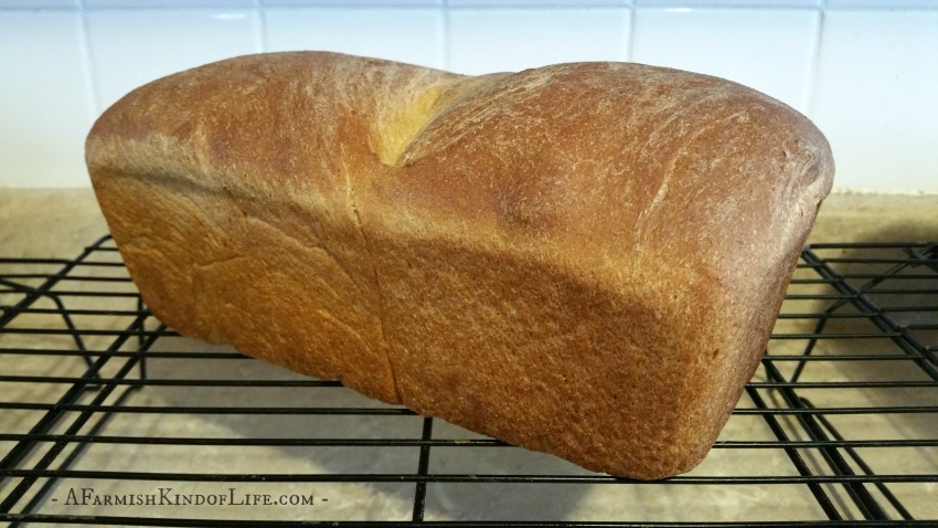 Let me share with you our recipe for Honey Wheat Bread! It's one of our go t- bread recipes, and works great for sandwiches! - A Farmish Kind of Life