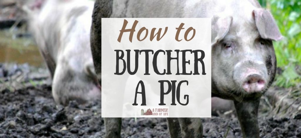 Wondering how to butcher a pig? You don't have to send your homegrown pork away for processing - you can do it right on your farm!