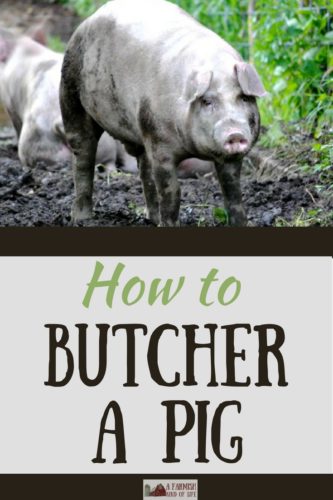 Wondering how to butcher a pig? You don't have to send your homegrown pork away for processing - you can do it right on your farm!