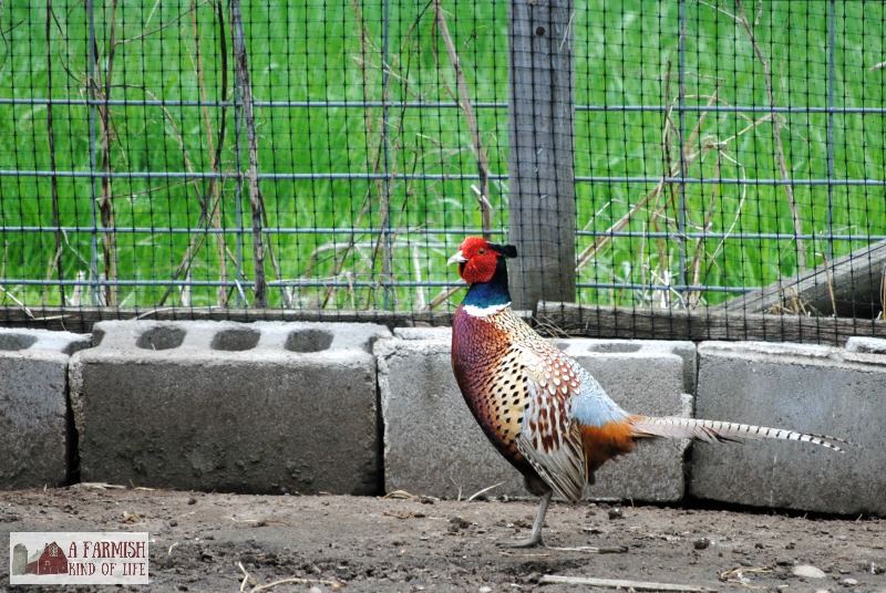 If you have room and are looking for a new adventure, here are four reasons you might want to raise pheasants at your homestead or farm.