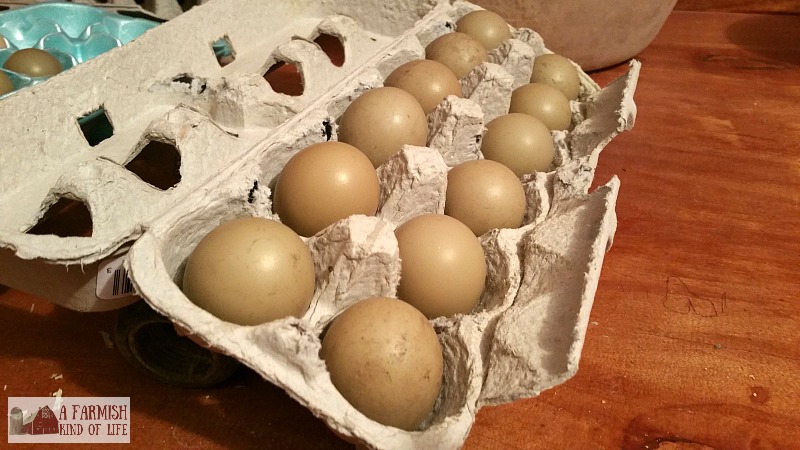 Want to raise pheasants but aren't sure how to go about it? Here are a few questions I'm often asked about incubating and hatching pheasant chicks.