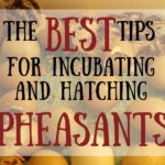 The Best Tips for Incubating and Hatching Pheasant Chicks