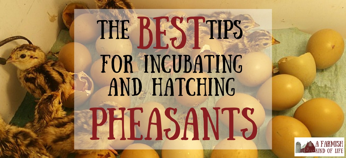 The Best Tips for Incubating and Hatching Pheasant Chicks