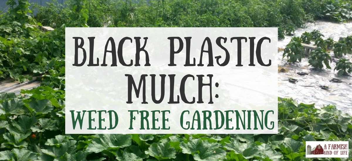 Black Plastic Mulch Weed Free, Is Black Plastic Safe For Vegetable Garden