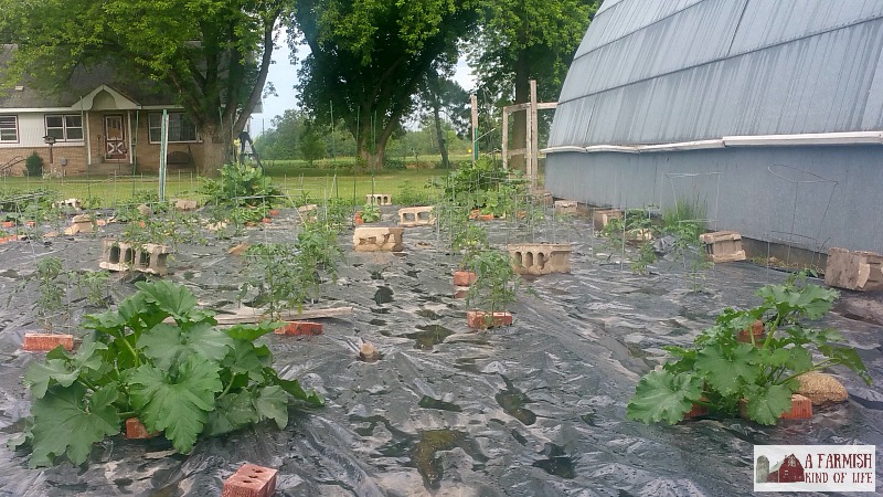 Black Plastic Mulch Weed Free Gardening A Farmish Kind Of Life