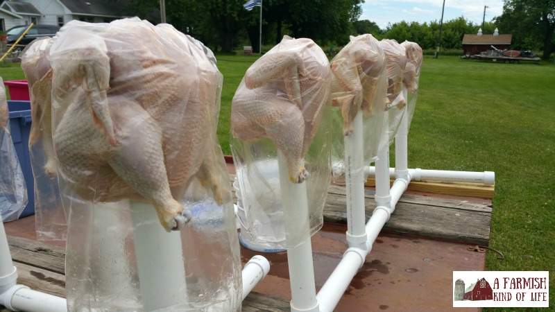 Getting ready to butcher chickens? Let me show you our chicken butchering set up, and show you seven things you will need to make your job easier.