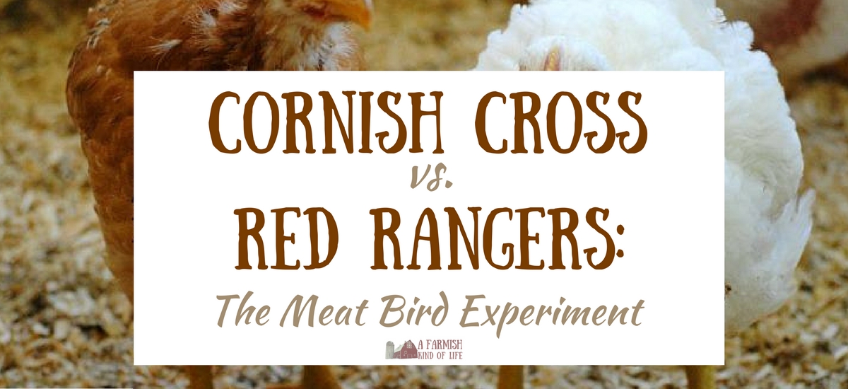 Cornish Cross vs. Red Rangers: Our Meat Bird Experiment