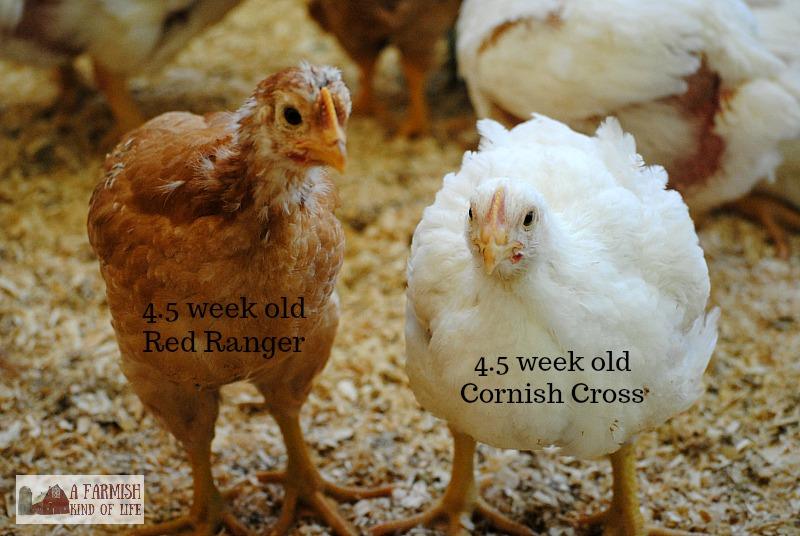 Cornish Cross Weight Chart