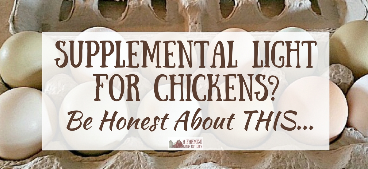 Supplemental Light for Chickens? Be Honest About THIS…