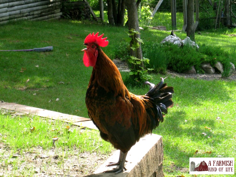 You've decided to add hens to your homestead. Will you be keeping a rooster as well? Here are a few things to consider when making your decision.