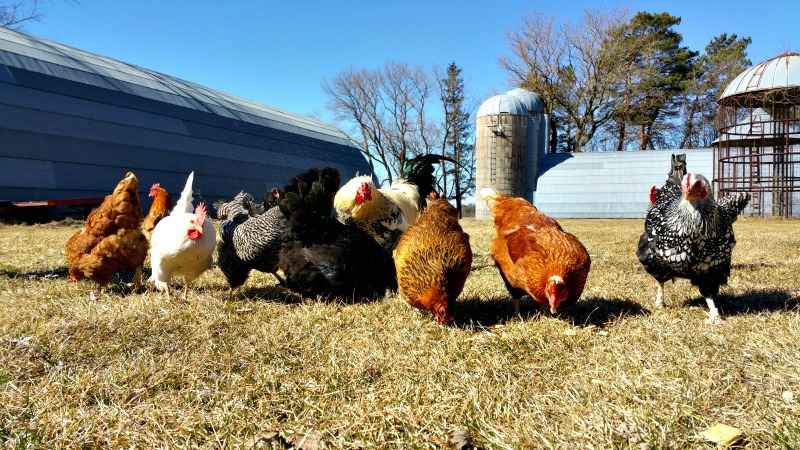 You have a coop full of chickens and wonder if it's time to sell chicken eggs from your homestead. Let's look at a few pros, cons, and truths.