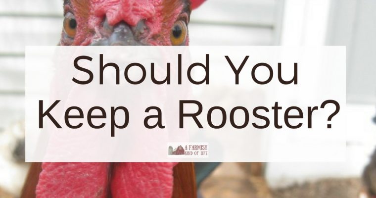 Keeping a Rooster? Tips You’ll Need
