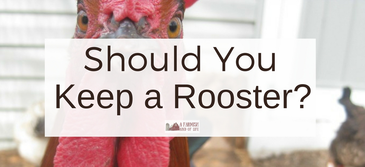 Keeping a Rooster? Tips You’ll Need