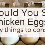 Should You Sell Chicken Eggs? A few things to consider…