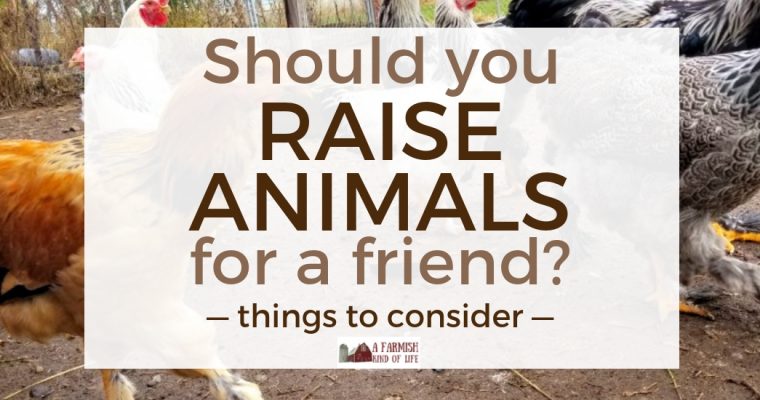 Should You Raise Animals for a Friend? Things to Consider…