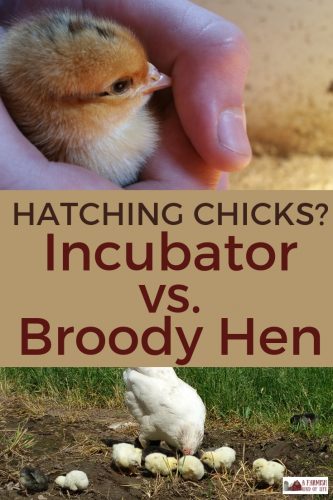 Hatching chicks is a self-sufficient way to increase the number of chickens on your farm. But should you hatch chicks with an incubator...or a broody hen? 