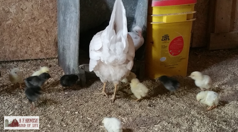 Broody Hen - Tips and what to expect - Azure Farm