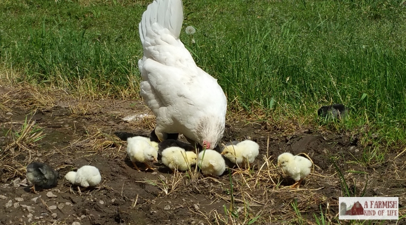 Hatching chicks is a self-sufficient way to increase the number of chickens on your farm. But should you hatch chicks with an incubator...or a broody hen? 