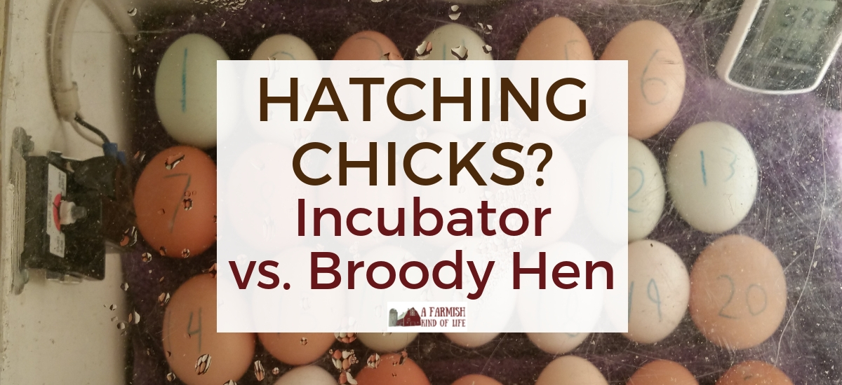 Hatching Chicks? Incubator vs. Broody Hen